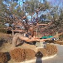 이쁜나무