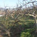 단감농장 이미지