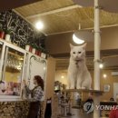 CATS TIME CAFE 이미지
