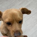 댕꼬미다 이미지