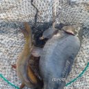 파주민물 이미지