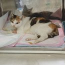 코끼리동물병원 이미지