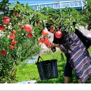 정명호농장 이미지