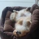 잘다녀오시개 이미지