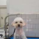 몽슈피스 이미지