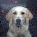 산책가는날 이미지