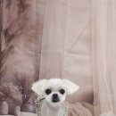 안나펫살롱 이미지