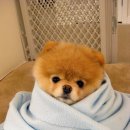 부BOO