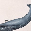 기네스북 세운 흰긴수염고래..| 이미지