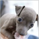 부산 강아지분양 도로시펫 | 부산강아지분양 도로시펫, 건강한 반려견을 만나는 곳