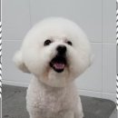 멍멍살롱 이미지