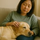 삼성안내견학교 부속동물병원 | 안내견 은퇴 후 입양 시각장애인과의 이별부터 마지막 가족 이야기까지