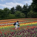 대구 이월드 튤립 축제 🌷 입장권 자유이용권 할인 아이랑 놀이기구
