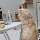 그루그루밍 이미지