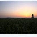 행복을주는나무 이미지