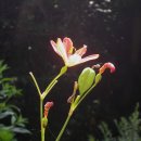 보성야생화 이미지