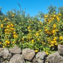 귤익는 마을 이미지