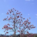 동남아삘 | 일상: 촉촉한 황치즈칩, 콘피쵸, 구운치즈맛, 맘터 후덕죽&amp;매직풍, 진밀면, 노랑통닭우도땅콩 등등 후기