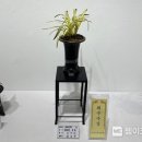 보령난