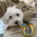 부흥북로 | 부평애견미용 가위컷전문 애견미용잘하는곳 우주를줄개 후기