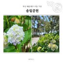 송림공원 주차장 | 부산 해운대 수국 명소 추천 송림공원 개화시기 부터 개화상황 주차장 정보