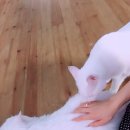 냥꼬네게스트하우스