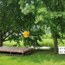 파란나무 이미지