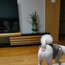 사랑해줄개 애견샵 이미지