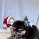 프리펫 강아지분양 고양이분양 천안본점 이미지