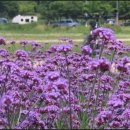 농업기술센터앞 이미지