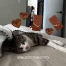 늘행복하면돼지 | 일상 log