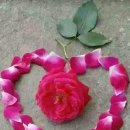 달콤하다 이미지