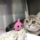 풍기동물병원 이미지