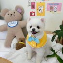 현애견미용실 이미지