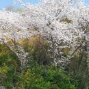 유달산 벚꽃 & 팔금 유채꽃 이미지