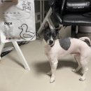 호야펫 | 펫 루션 ‘오늘의 화식’ 호야와 함께한 화식 체험 후기