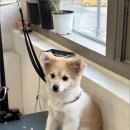 멍그루밍 이미지