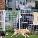 잔디카페24 | [남양주애견카페] 훈련사님들이 24시간 상주하는 천연잔디 운동장 핫플, ‘애견카페왕’ 찐 감동 후기! 🌱🐶