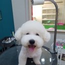 mm애견공방 이미지