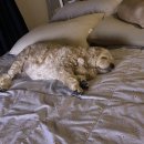 정창수외과동물병원 이미지