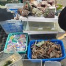 펫 유토피아 이미지