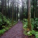 머체왓숲길영농조합 이미지