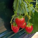 검은들농장 이미지