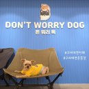 워리워리 | 경기도 구리 250평 규모 넓은 애견카페 돈워리독 후기