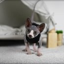 부산고양이분양 미유펫 이미지