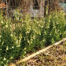 뜨락의아침 이미지