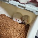 이서동물병원 | 래트 키우기 덤보래트 반려쥐 정보 총 정리