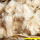 부들공원 이미지