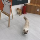 고양이 카페 여기 이미지