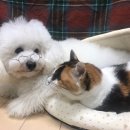 다이키치